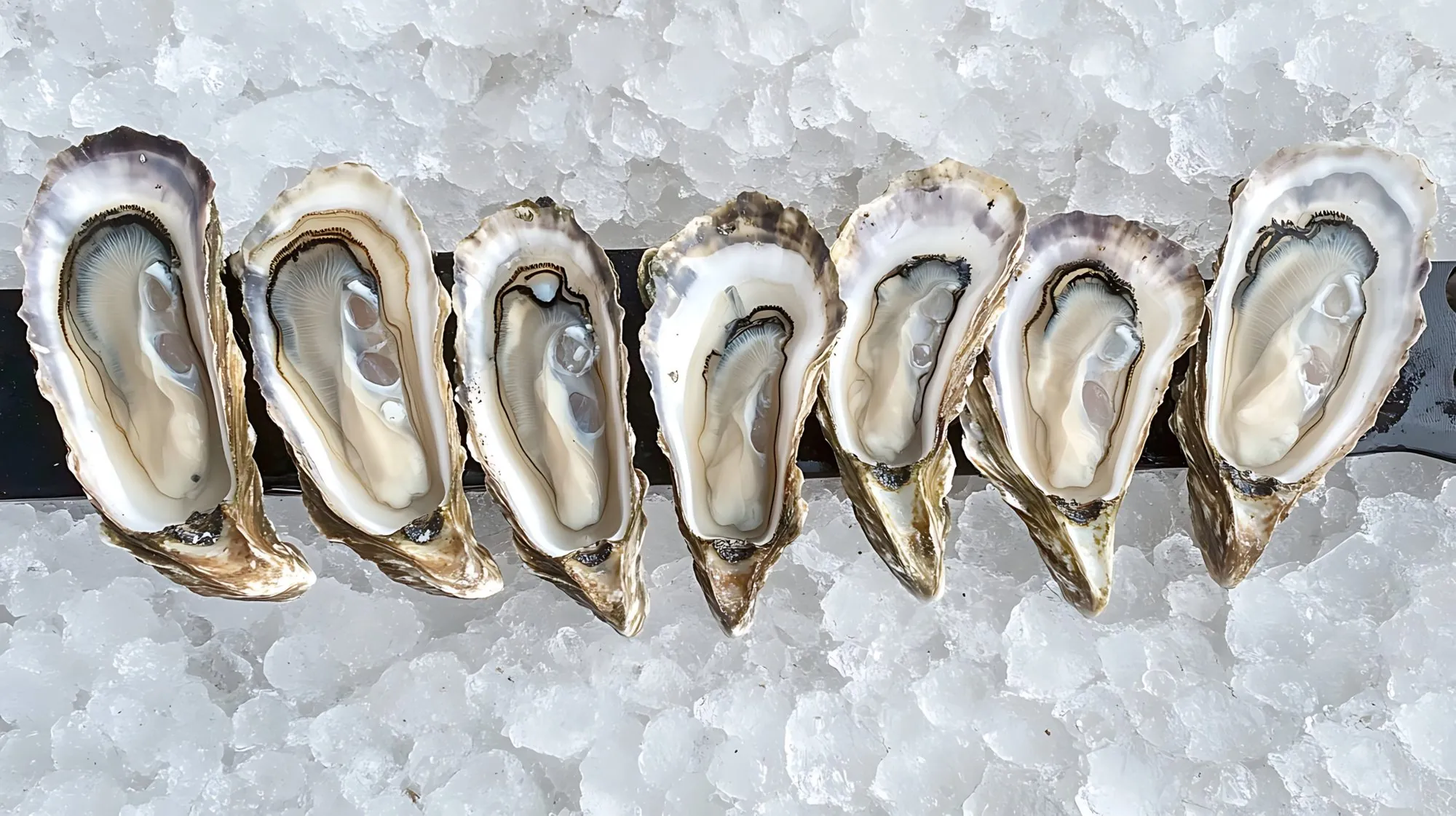 A row of freshly shucked oysters on crushed ice